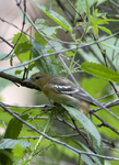 Baltimore Oriole 4667